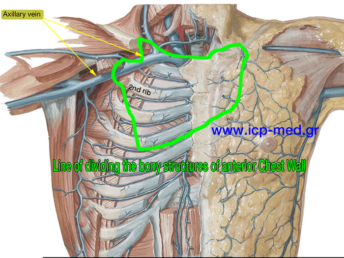 1. Line of dividing the bony structures of anterior chest wall